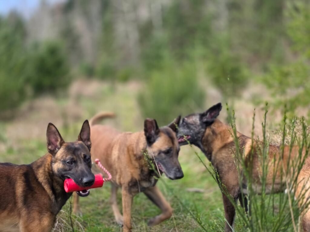 Personal Protection Dogs playing in a ground