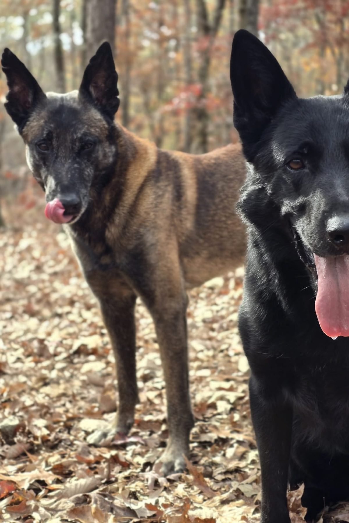 protection dogs on task